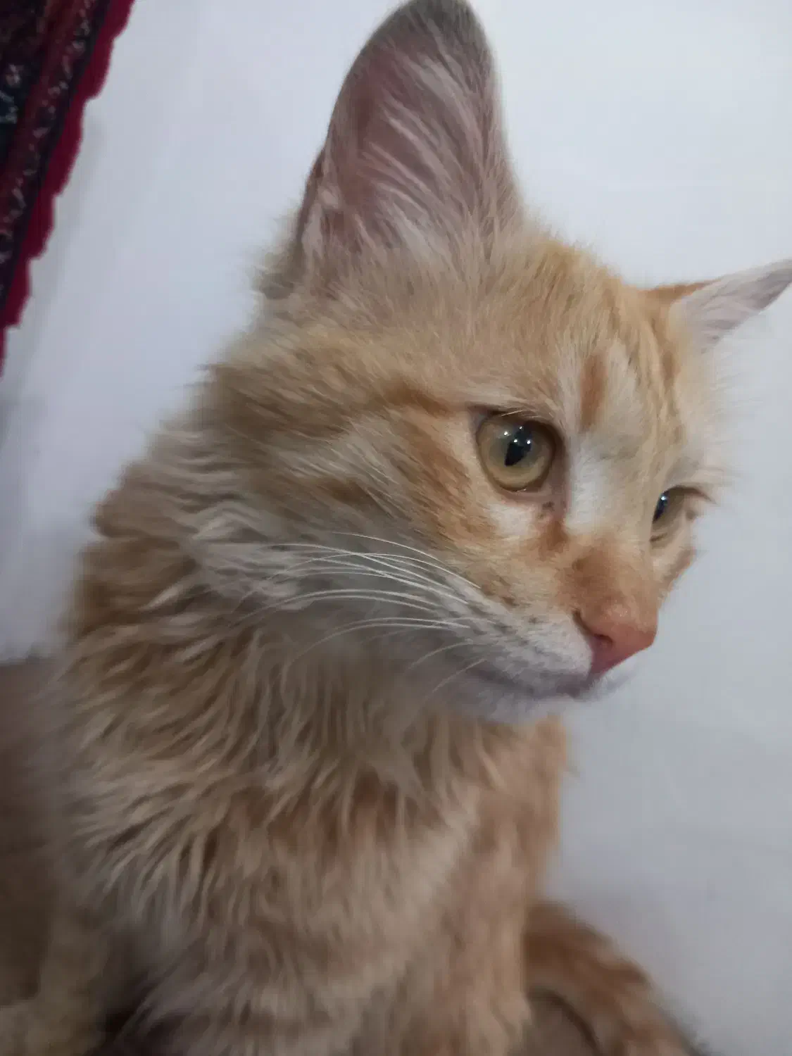 خر گربه نارنجی|گربه|سقز, |دیوار