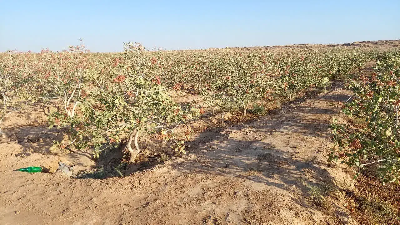فروش باغ پسته  همراه ۲۴ ساعت واستخرشخصی|فروش دفتر صنعتی، کشاورزی، تجاری|گناباد, |دیوار