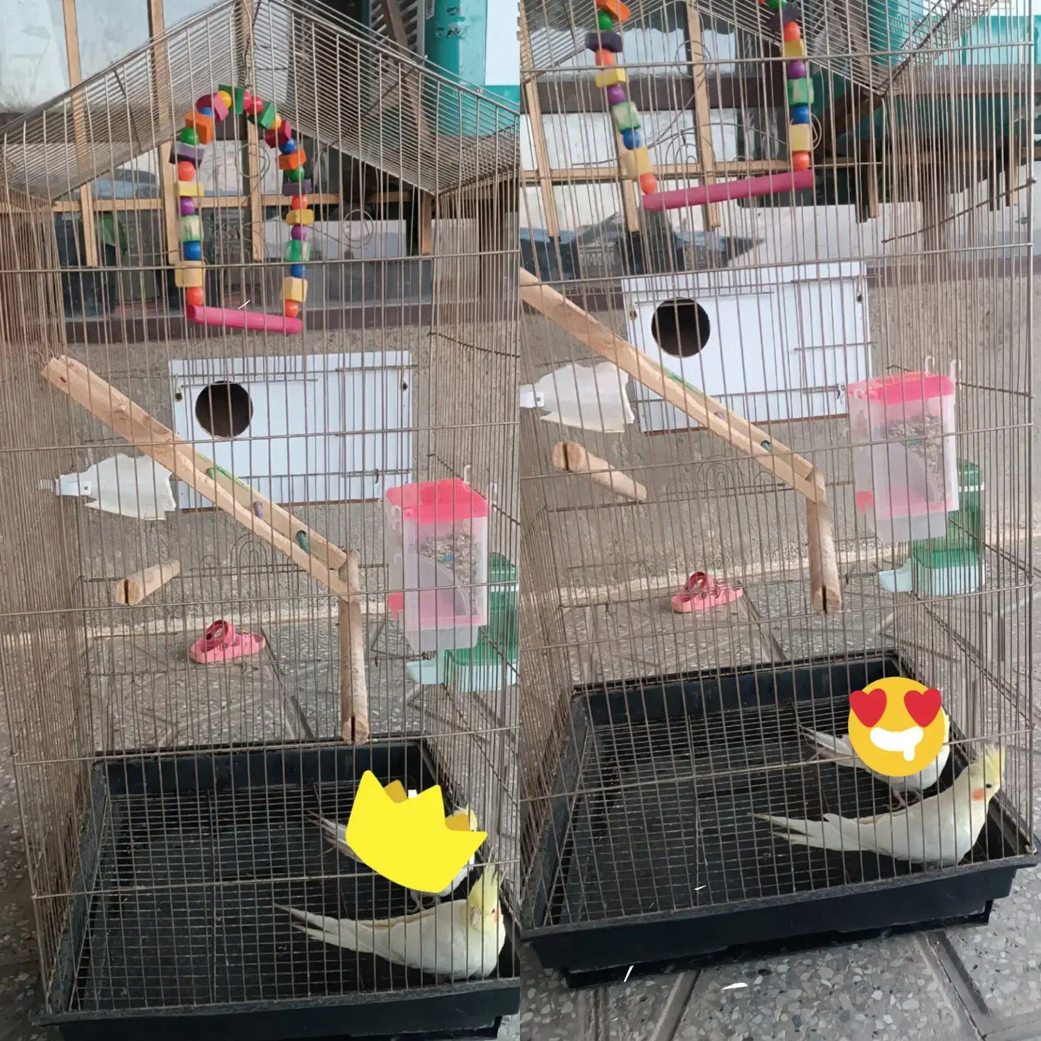 عروس هلندی و قفس ولوازم|پرنده|جلگه رخ, |دیوار