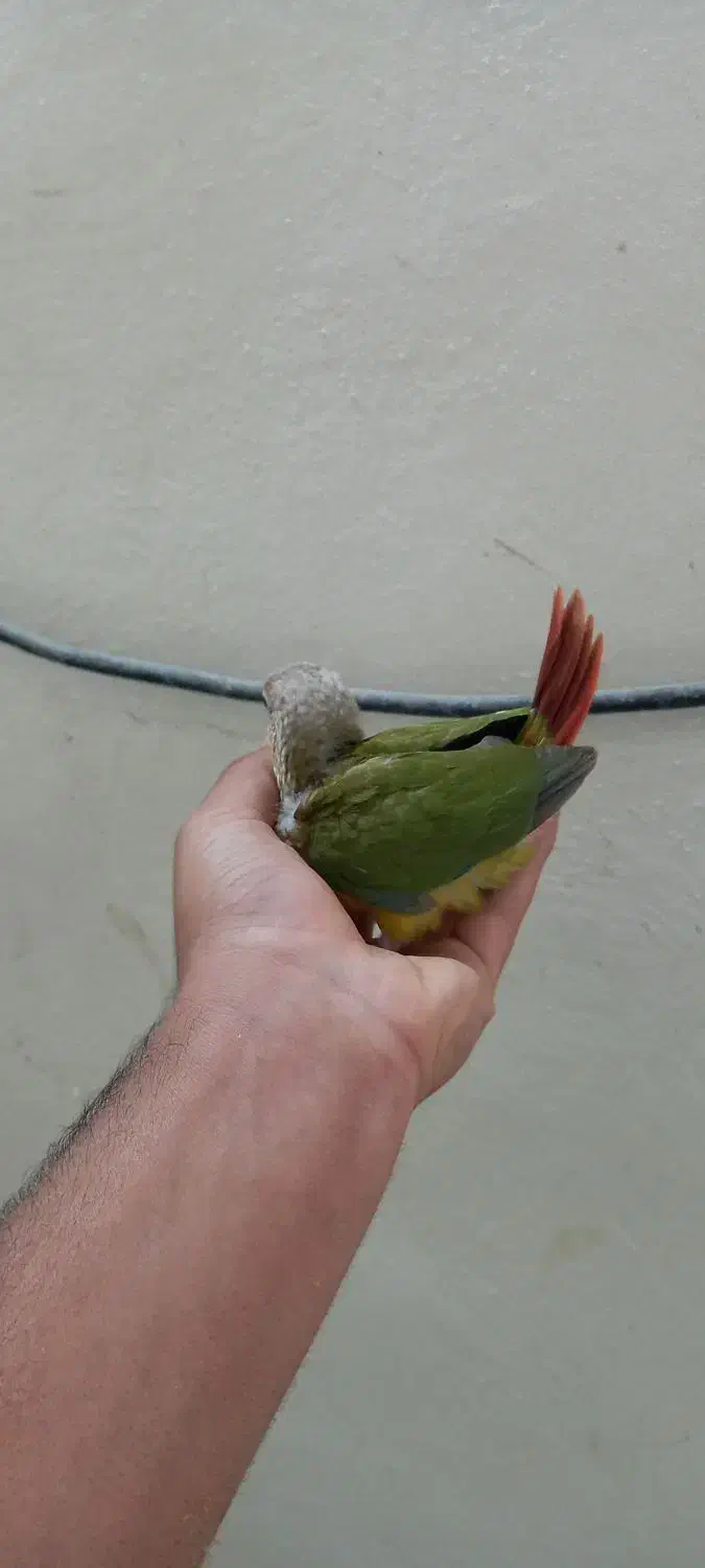 جوجه گرینچیک همه نژاد موجود دستی و سرلاکی امیدیه|پرنده|امیدیه, |دیوار