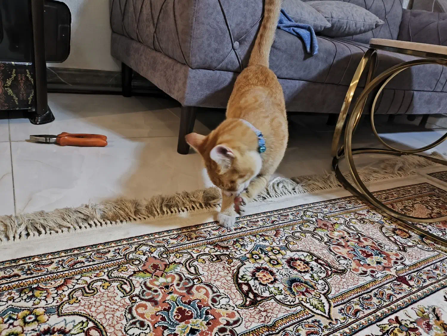 واگذاریه گربه جینجر DSH|گربه|باغستان, |دیوار