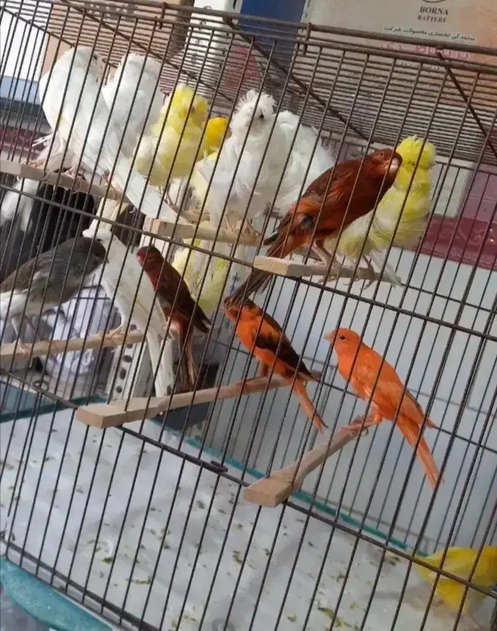 انواع پرنده ،لوازم جانبی،و دان پرندگان|پرنده|مسجد سلیمان, |دیوار