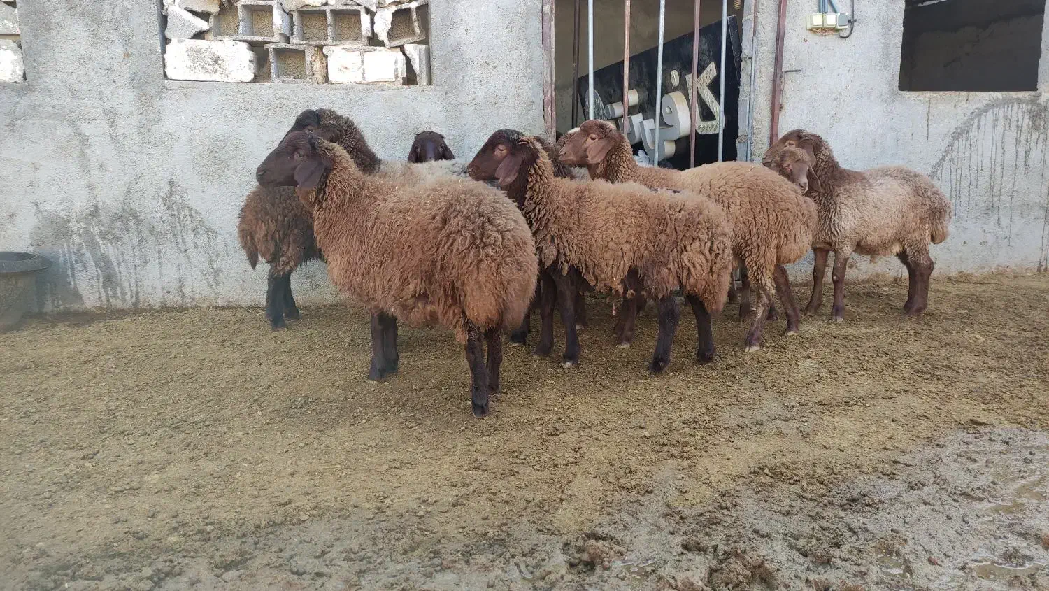 بره ماده هترو|حیوانات مزرعه|بجنورد, |دیوار