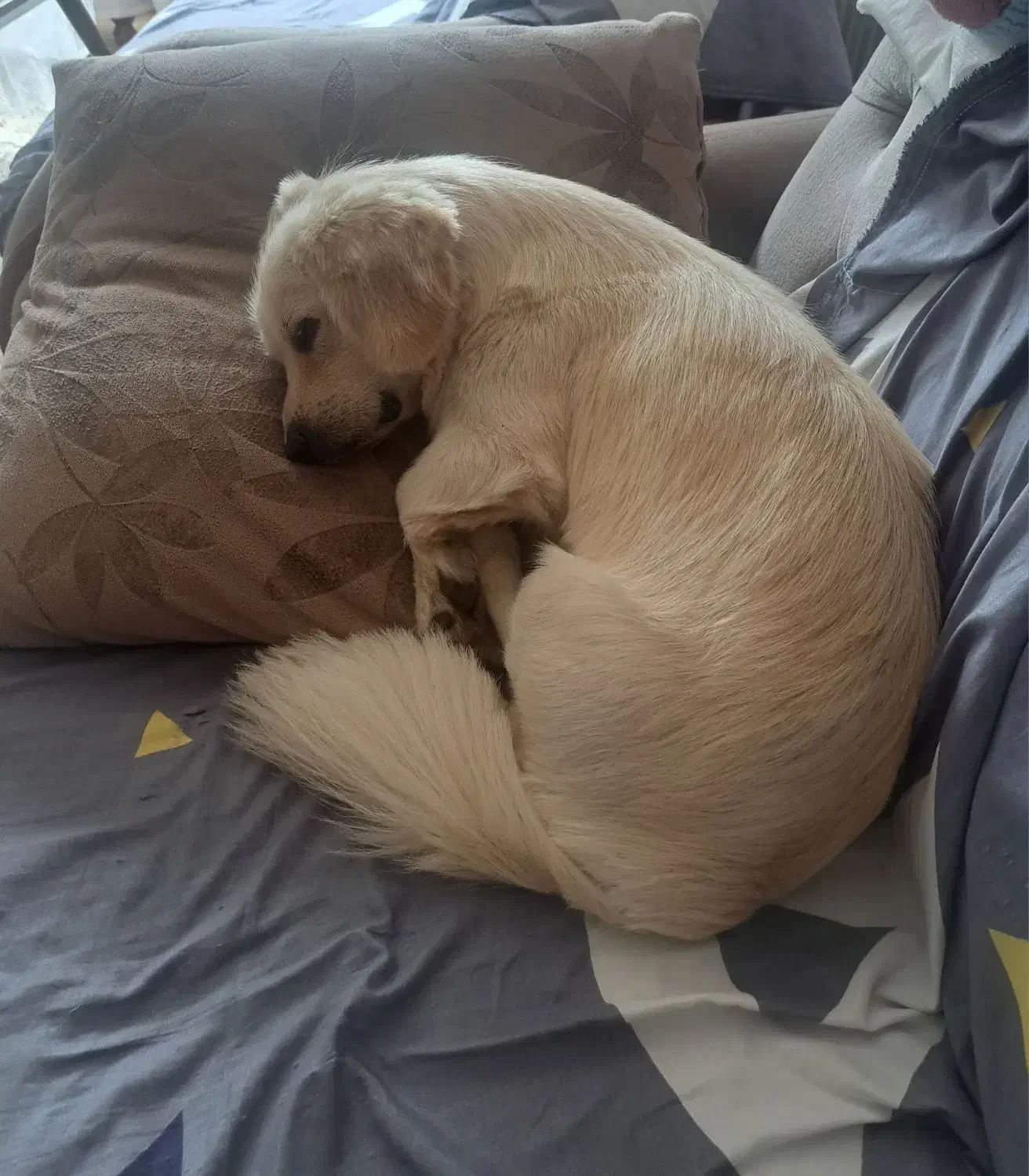 سگ دزدیده شده|حیوانات|بندر انزلی, نیمه شعبان|دیوار