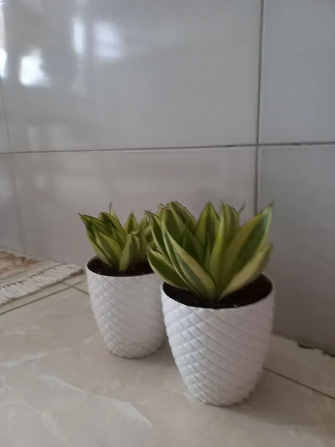 ۲ تاگلدون سانسوریا پاکوتاه|گل و گیاه طبیعی|ری, تقی آباد|دیوار