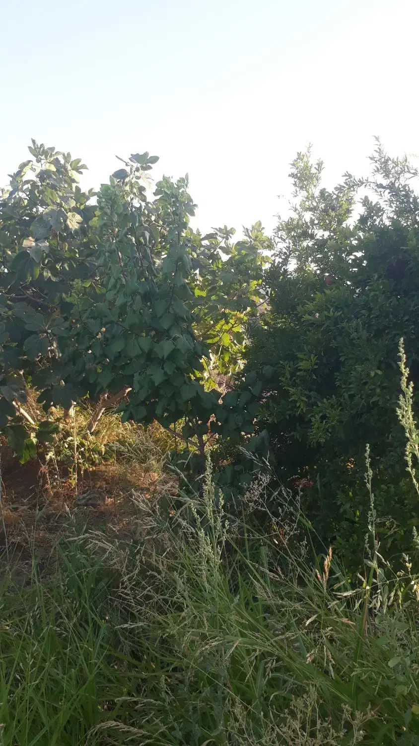 باغ فروشی|فروش زمین و ملک کلنگی|قم, سالاریه|دیوار