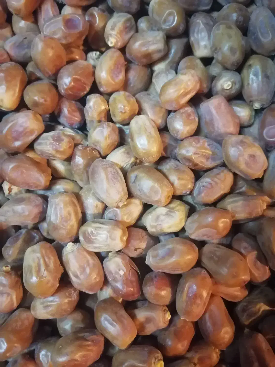 قصب درجه منطقه قیروکارزین|عمده‌فروشی|قیروکارزین, |دیوار