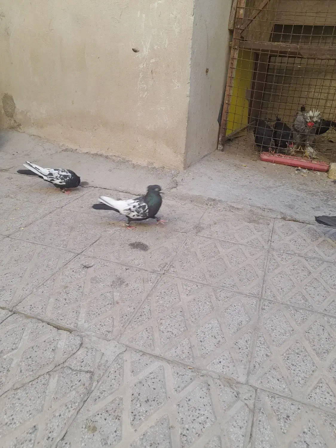 چندعدد کفتر سینهای|پرنده|مهریز, |دیوار