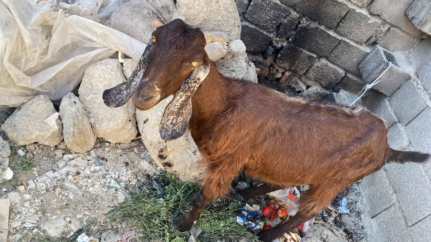 بز فروشی|حیوانات مزرعه|چابهار, |دیوار