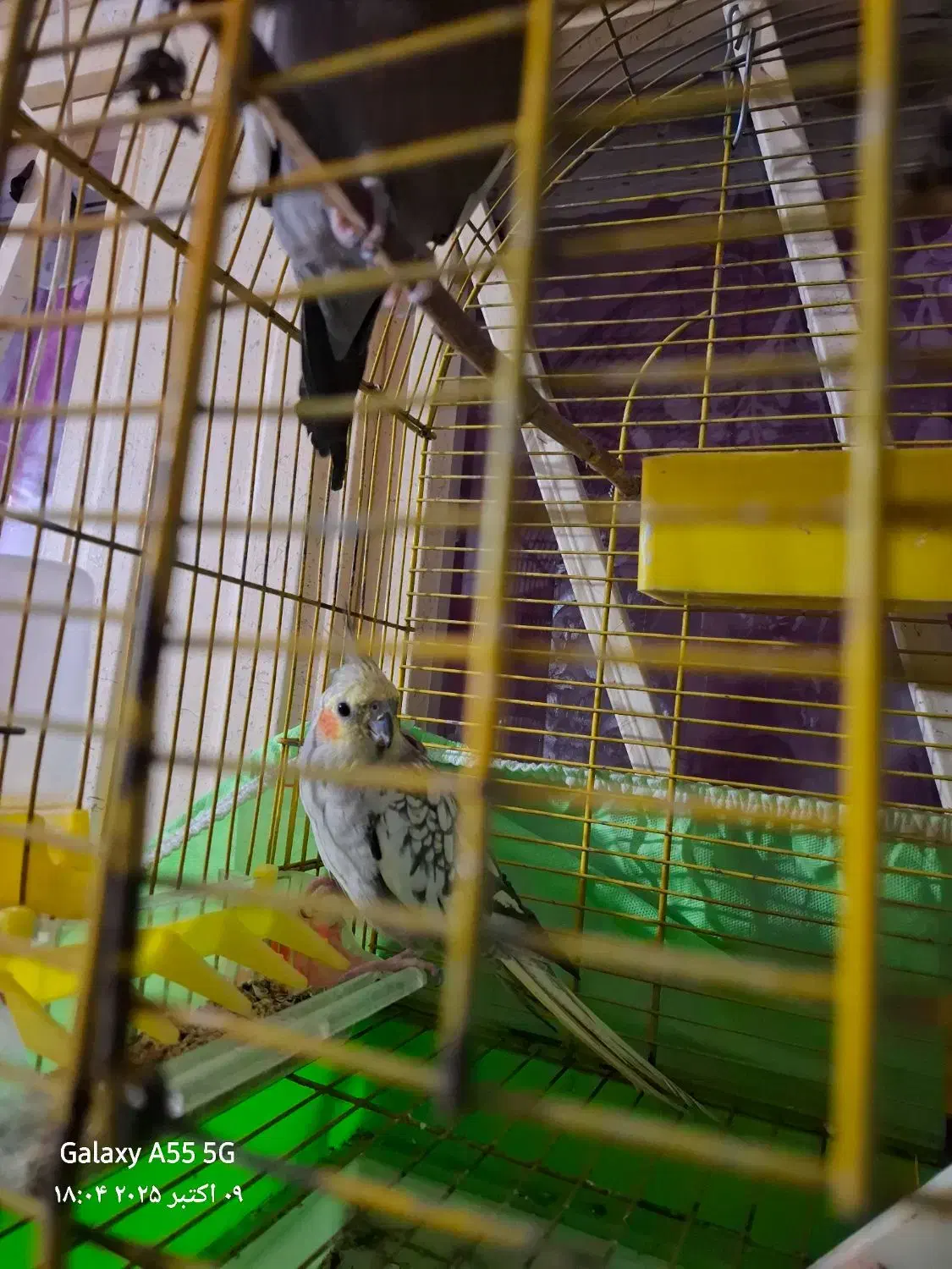 عروس گل باقالی سالم وبه شرط|پرنده|شیرگاه, |دیوار