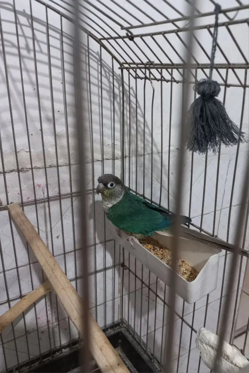 طوطی گرینچیک تراگوئیس|پرنده|گلستان (تهران), |دیوار