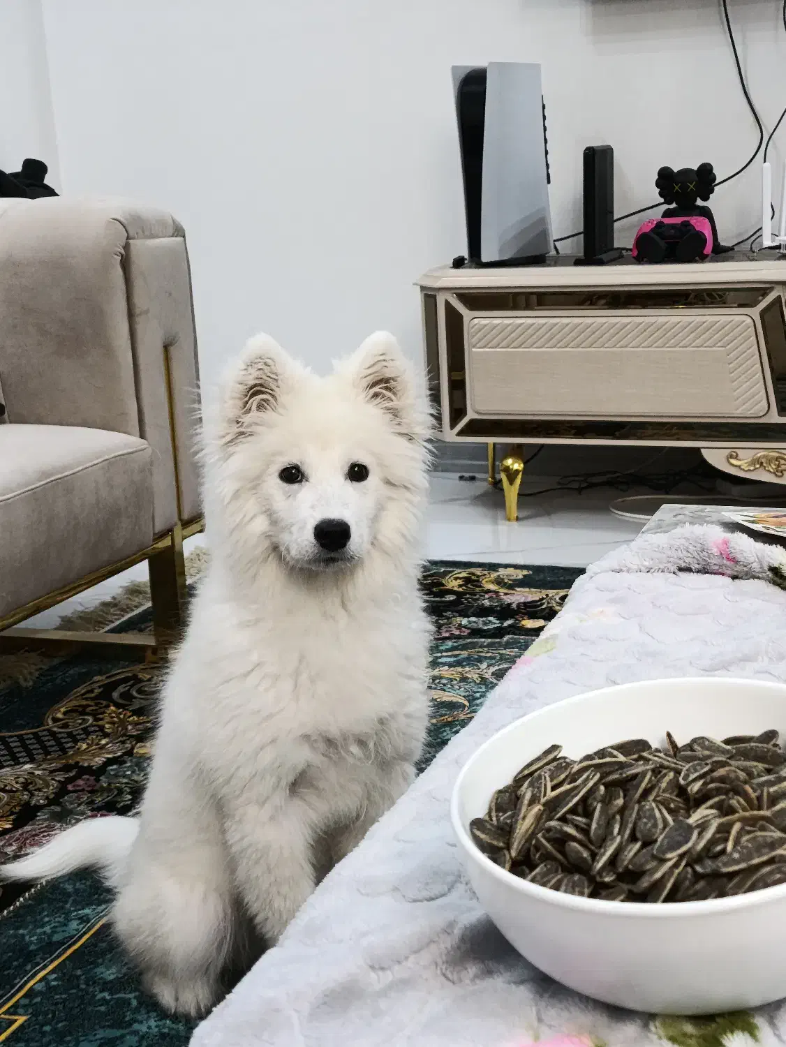 سامویید|سگ|گلپایگان, |دیوار