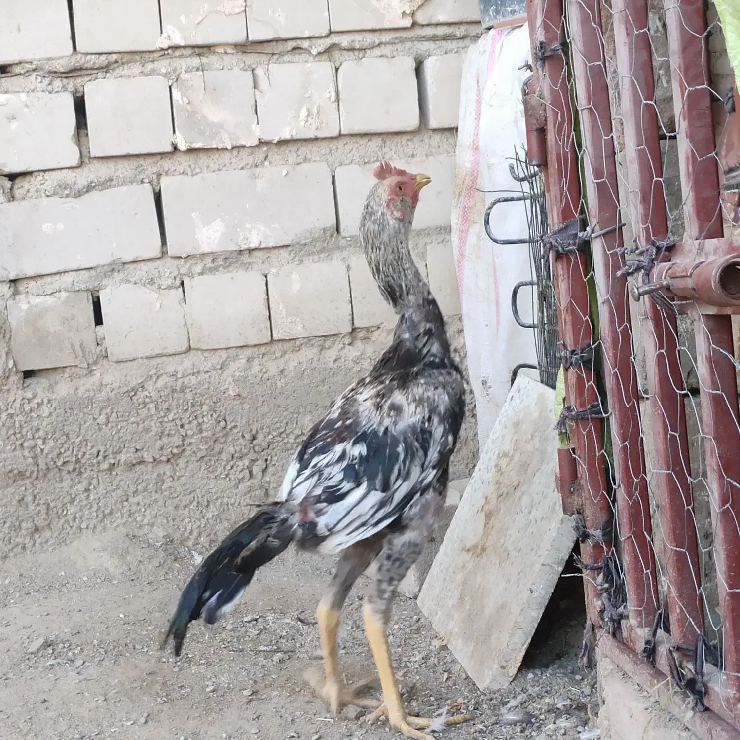 جوجه خروس|حیوانات مزرعه|ایرانشهر, |دیوار