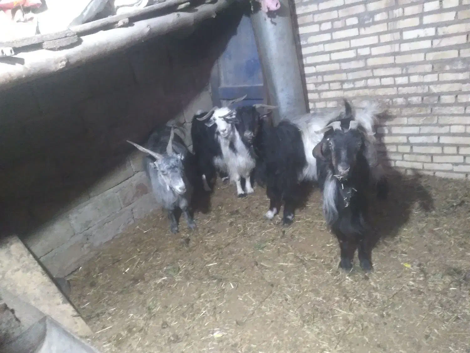 بز و گوسفند|حیوانات مزرعه|لالی, |دیوار