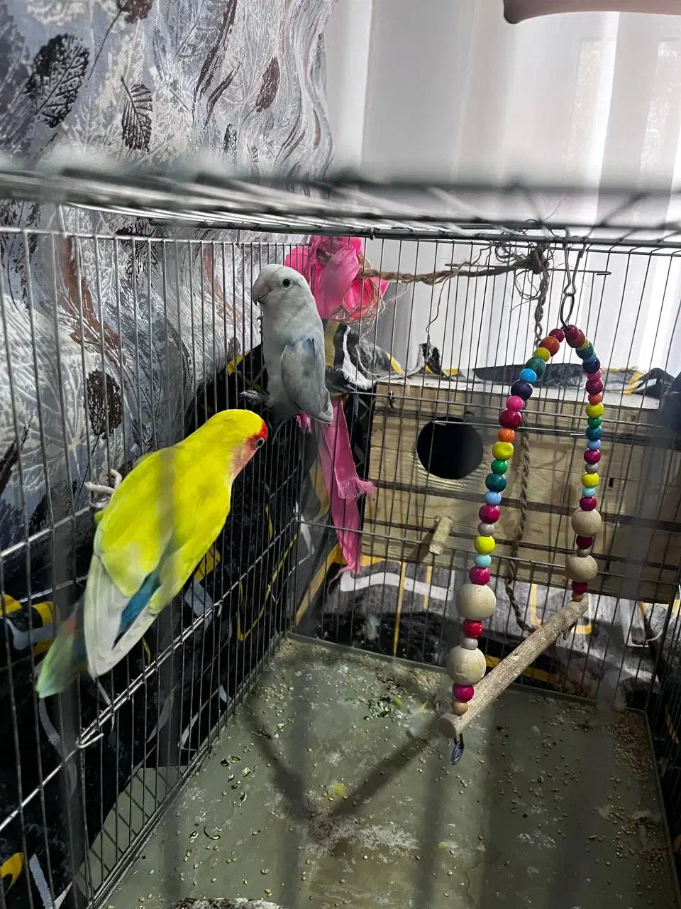 جفت طوطی کوتوله رنگ خاص مولد کار داده باقفس و لونه|پرنده|هشتگرد, شهرک ایران خودرو|دیوار