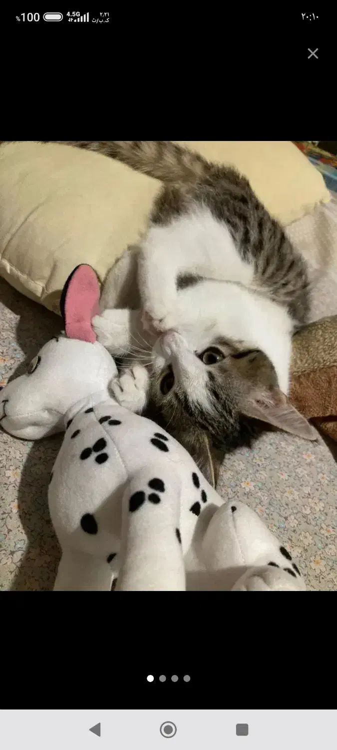 گربه dsh|گربه|کرج, شهرک مترو|دیوار