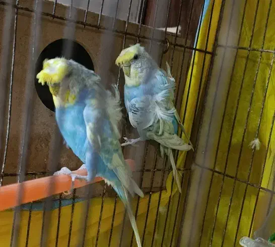 جفت بالغ کارداده پروانه ای|پرنده|گرگان, |دیوار