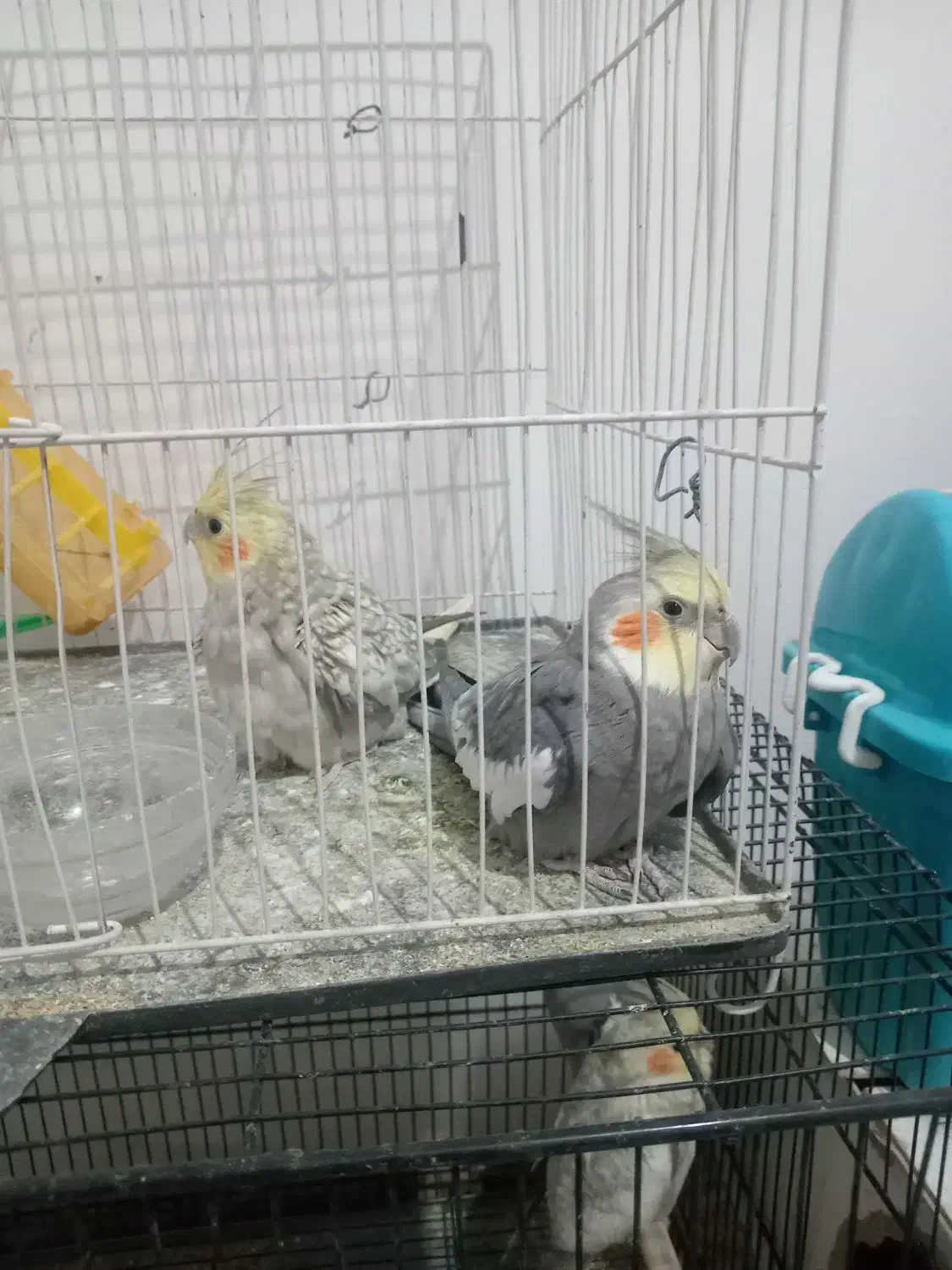 جفت عروس هلندی|پرنده|تربتحیدریه, آغوی|دیوار