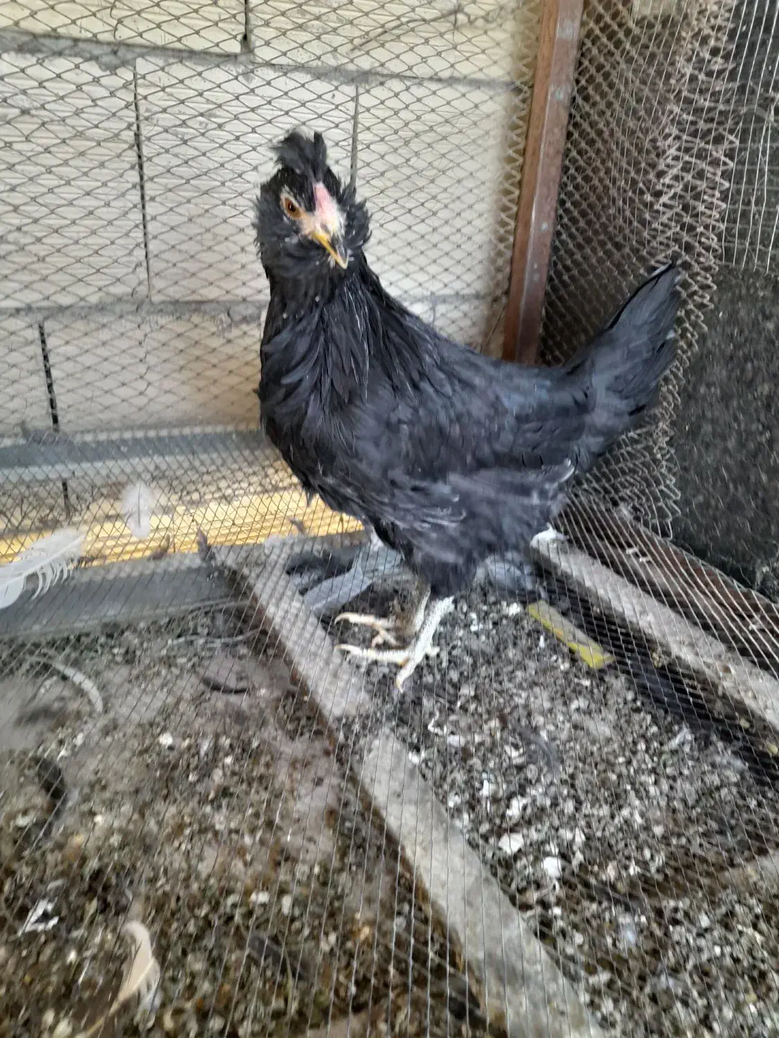 فروش نیمچه مرغ و خروس گلین.|حیوانات مزرعه|شهرکرد, |دیوار