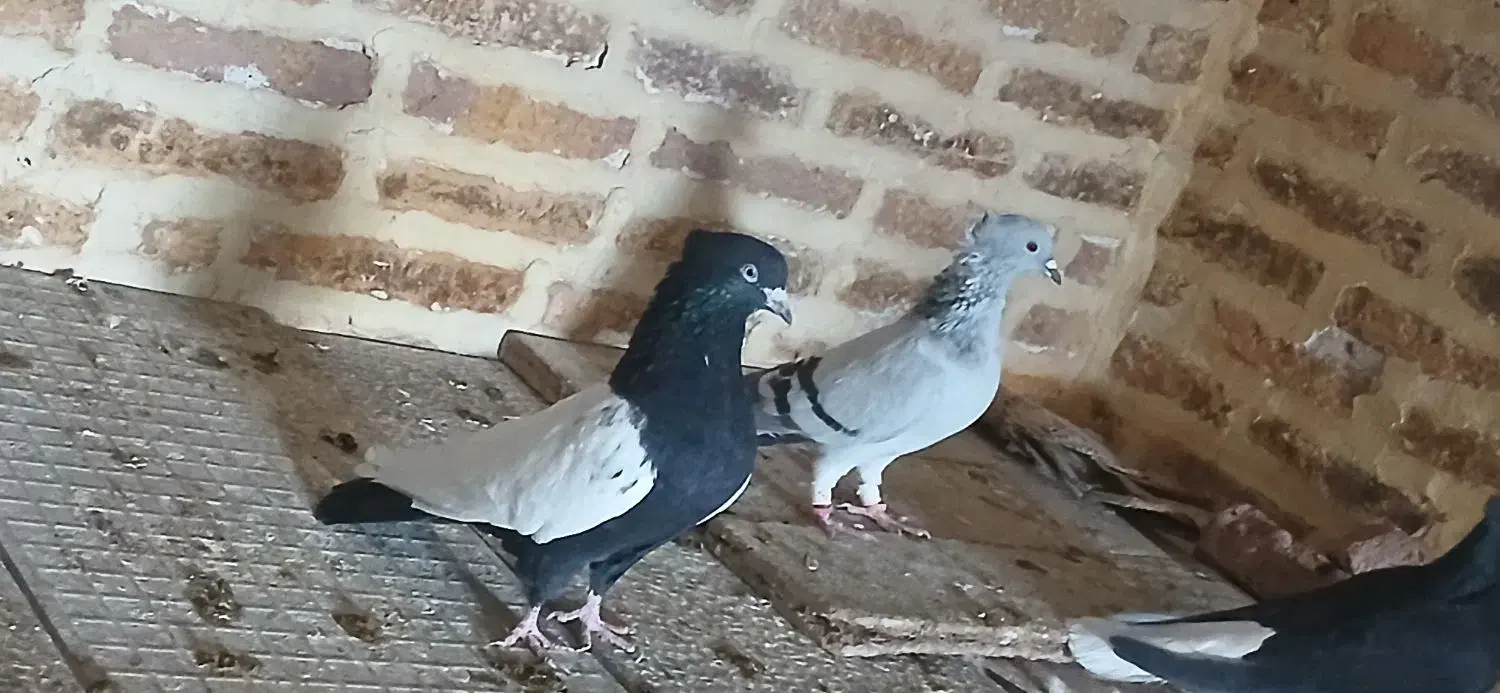کبوتر دم سیاه|پرنده|قزوین, |دیوار