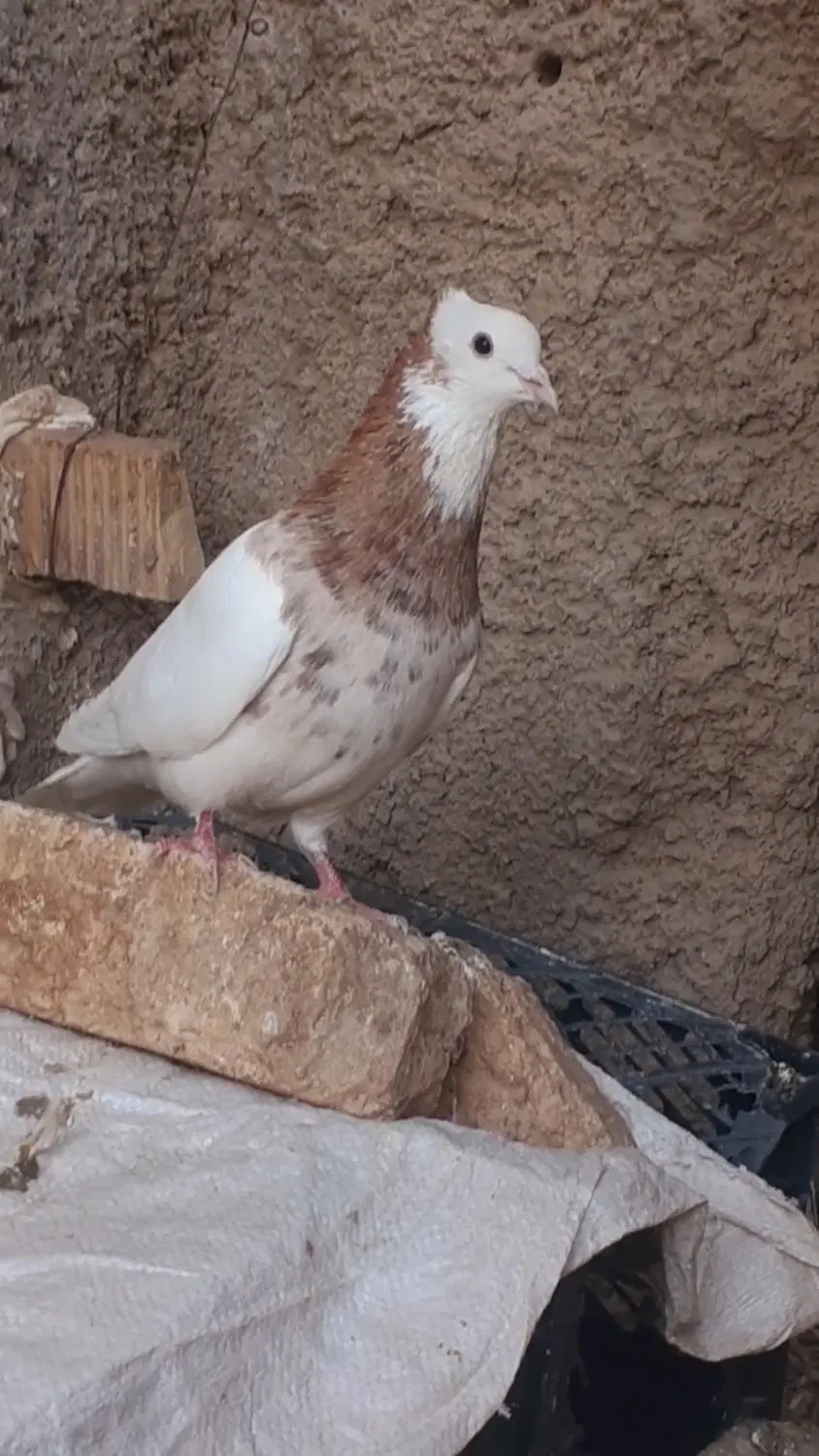 طوقی بزن|پرنده|سیدان, |دیوار