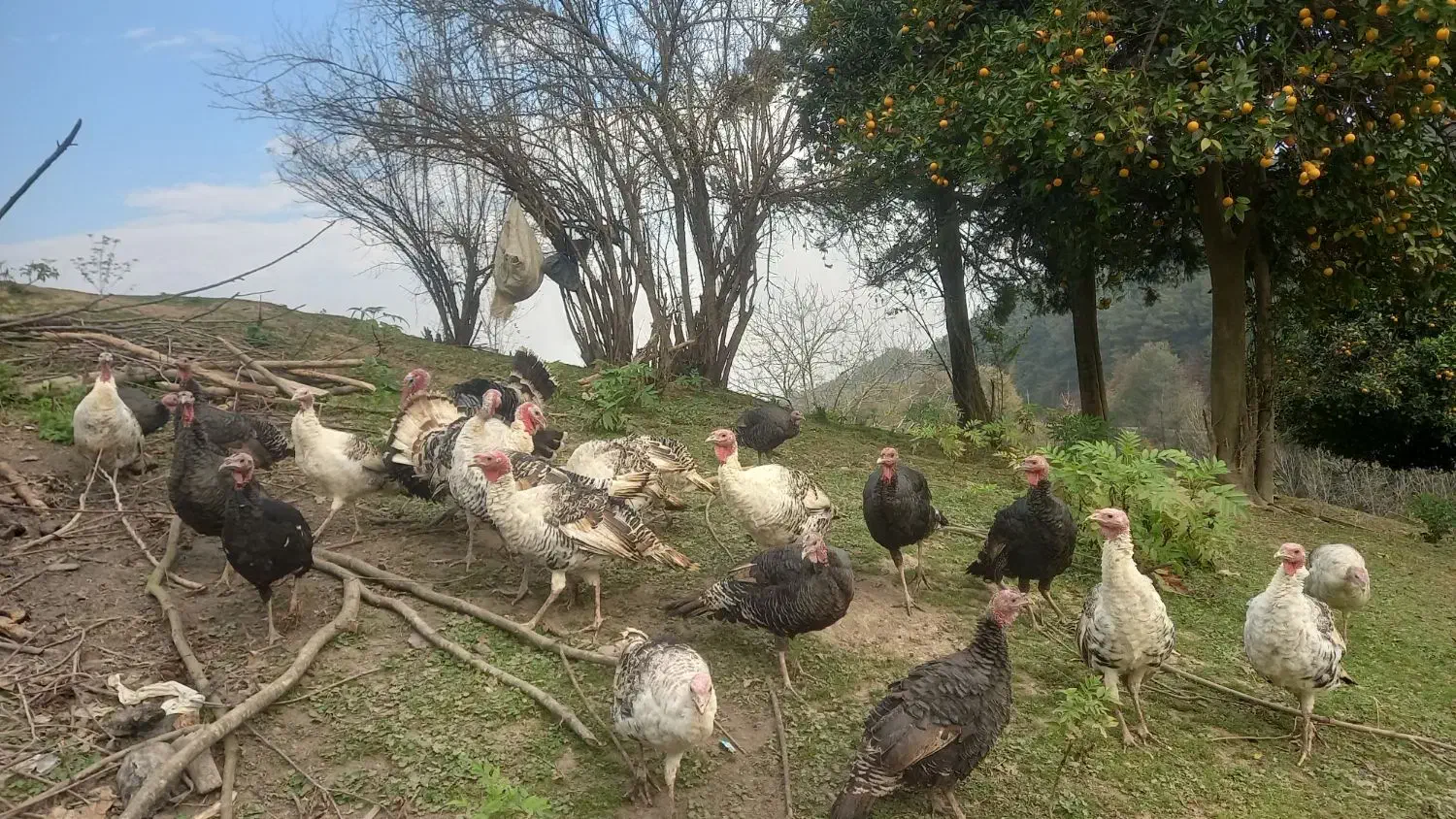 فروش بوقلمون ماده|حیوانات مزرعه|سیاهکل, |دیوار