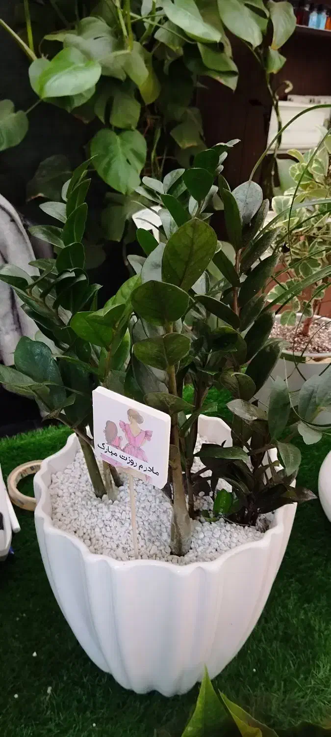 گل و گیاهان آپارتمانی|گل و گیاه طبیعی|شاهین‌شهر, شهرک ردانی پور|دیوار