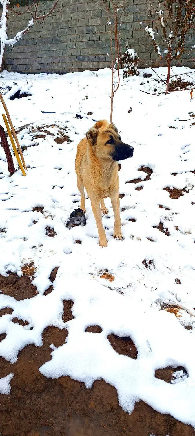 سگ کانگال|سگ|کرمان, |دیوار