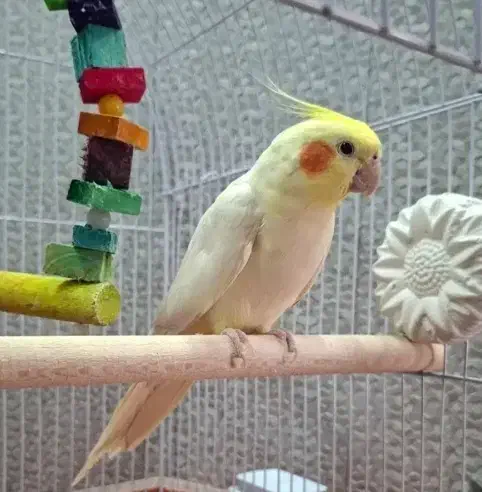 عروس هلندی سخنگو فروش فوری|پرنده|پیر بکران, |دیوار