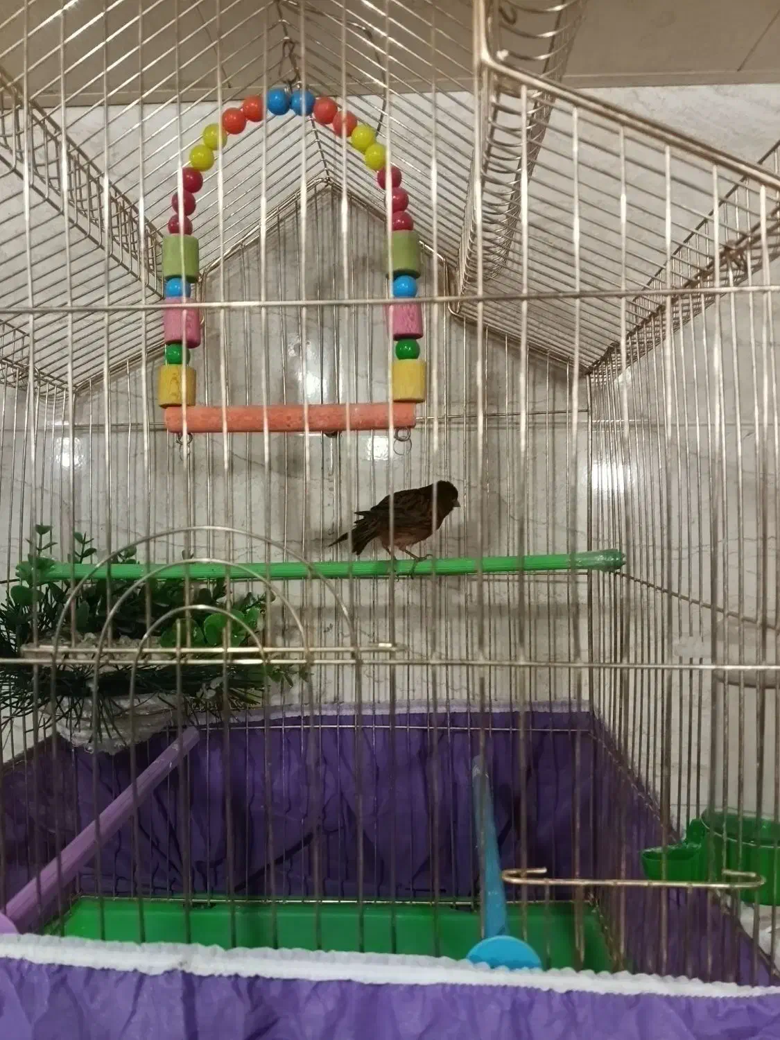 قناری نر|پرنده|مریوان, |دیوار