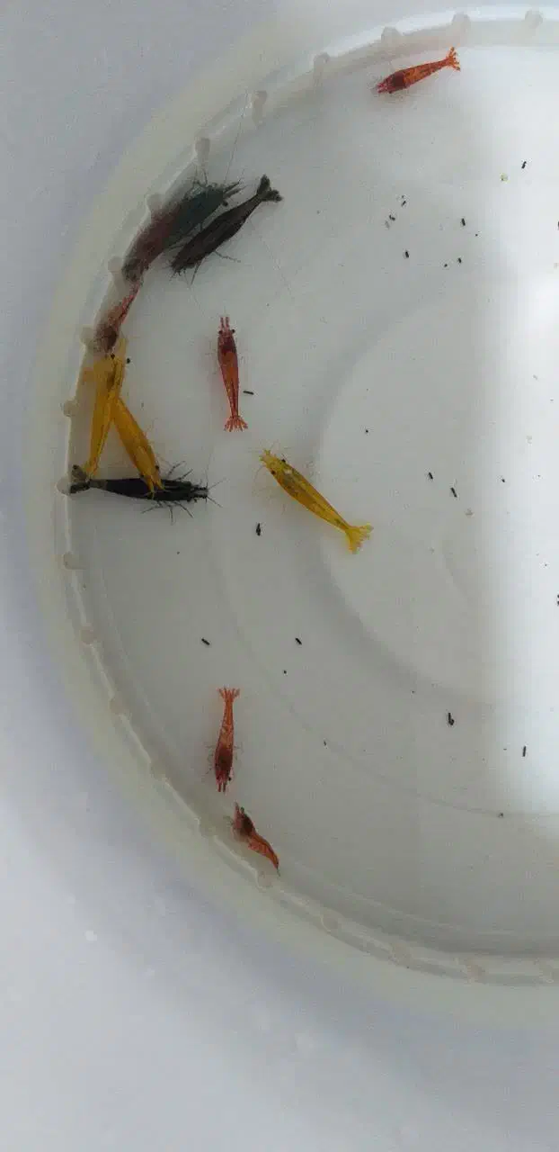 میگو زینتی|ماهی|ملایر, |دیوار