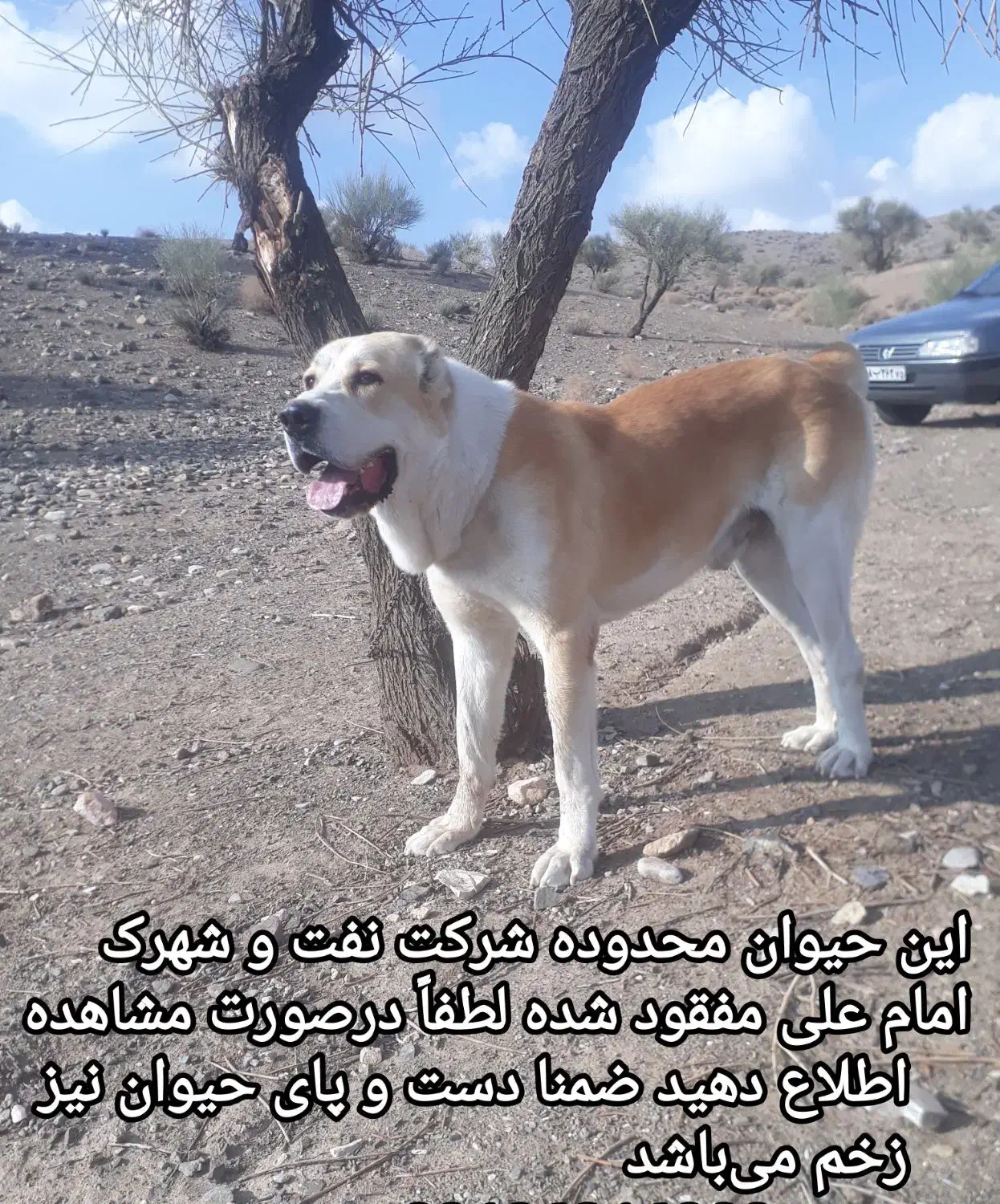 گمشده ،الابای ، سگ|حیوانات|سیرجان, |دیوار