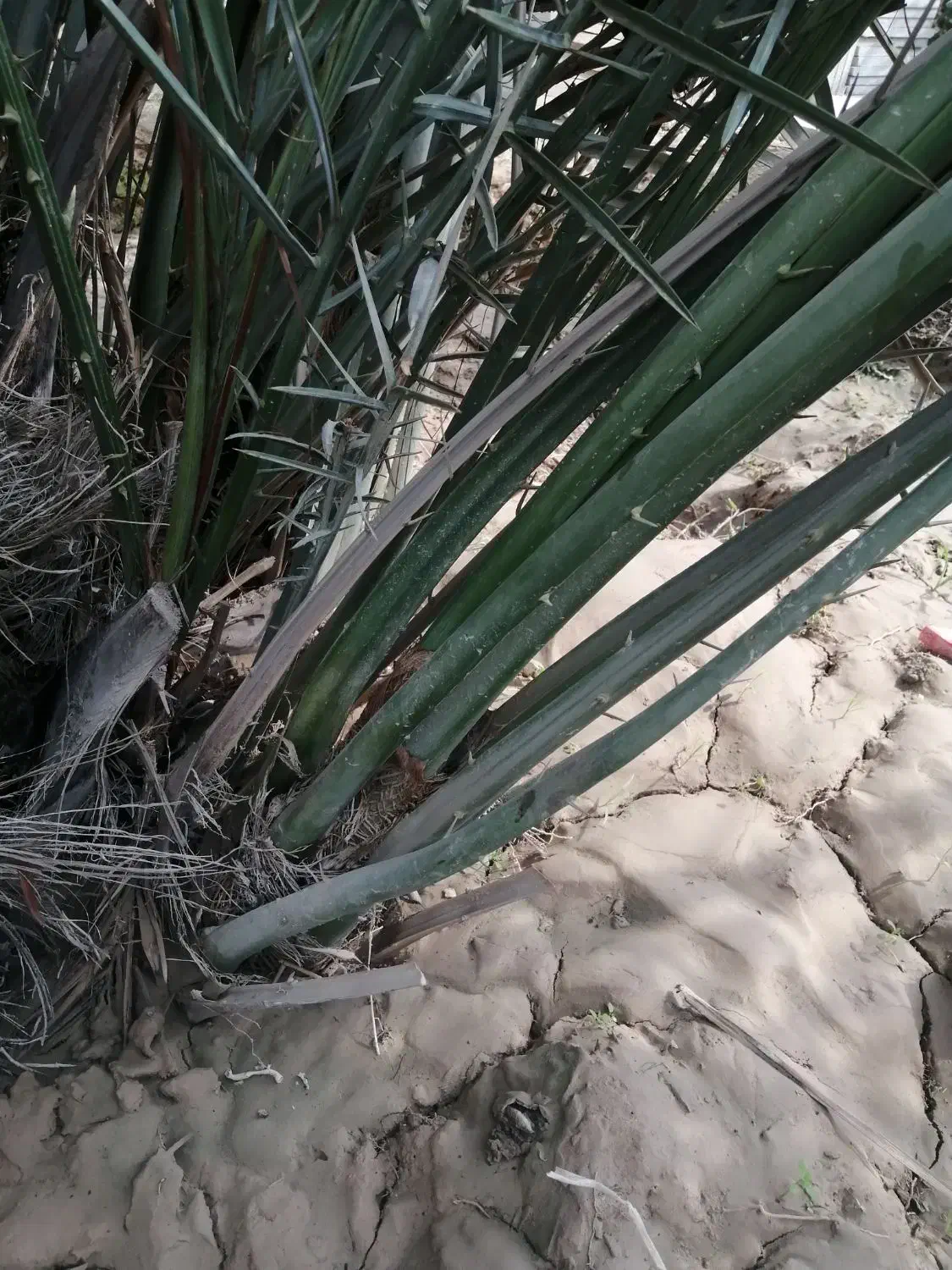 دیمیت|خدمات باغبانی و درختکاری|خورموج, |دیوار