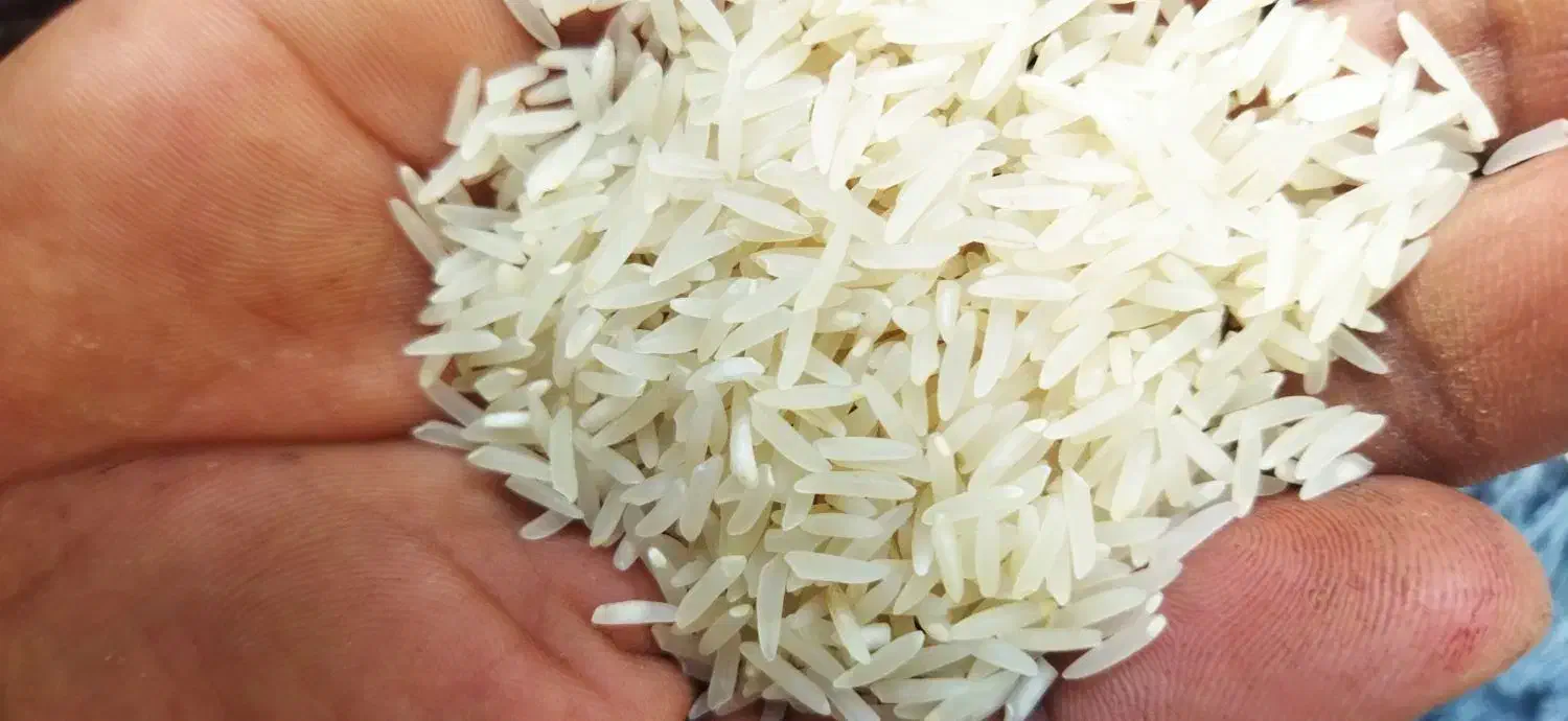 برنج شاه دانه فجر سوزنی۹۰ روزه|خوردنی و آشامیدنی|فاضل آباد, |دیوار