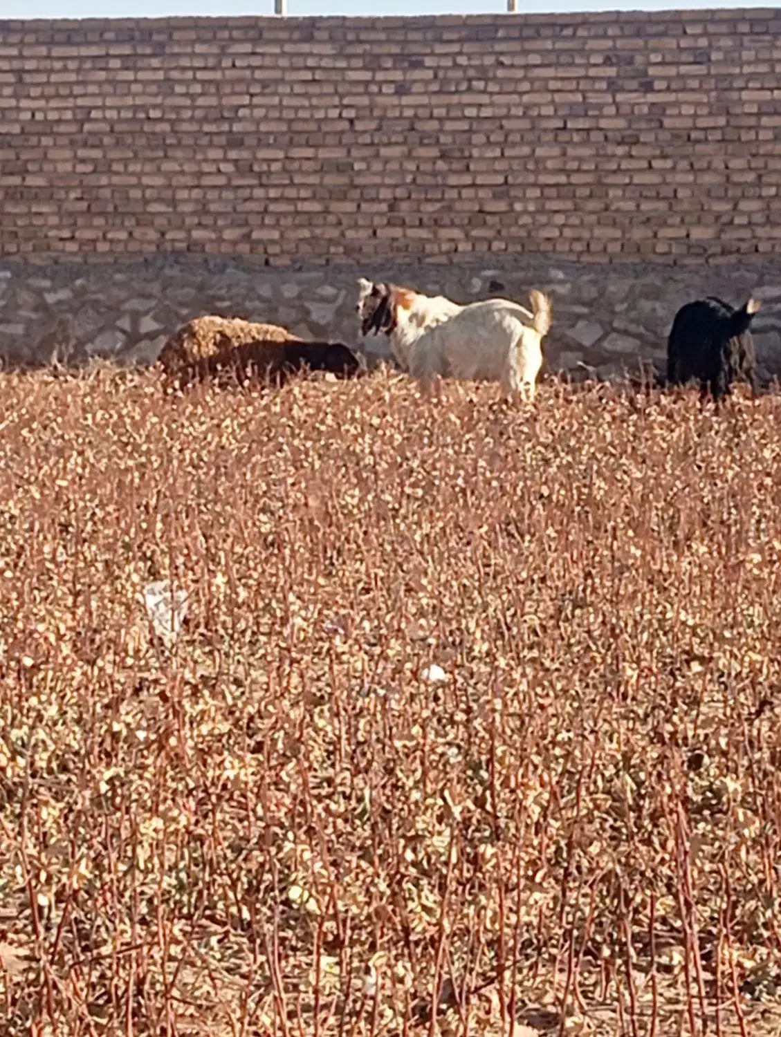 انواع نربز|حیوانات مزرعه|نیشابور, شهید جعفری|دیوار