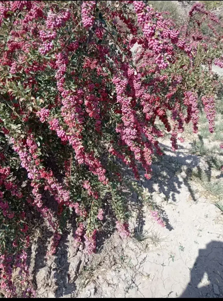 زرشک تازه|خدمات باغبانی و درختکاری|سده (خراسان جنوبی), |دیوار