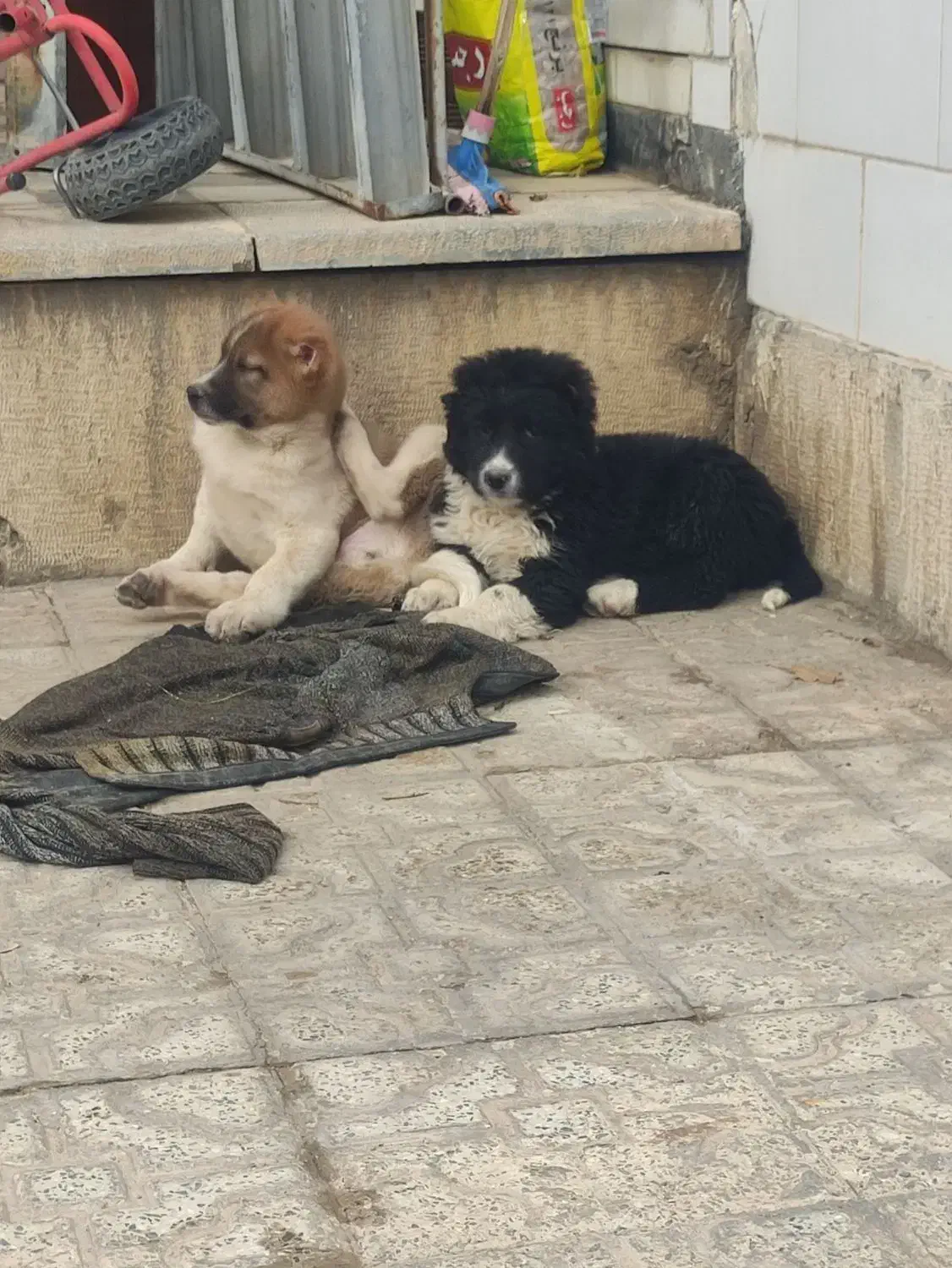 توله سگ قدرجونی|سگ|تیران, |دیوار