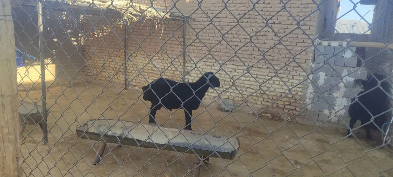 بره یک دس نر جفتی ۱۳۰|حیوانات مزرعه|ششده و قره بلاغ, |دیوار