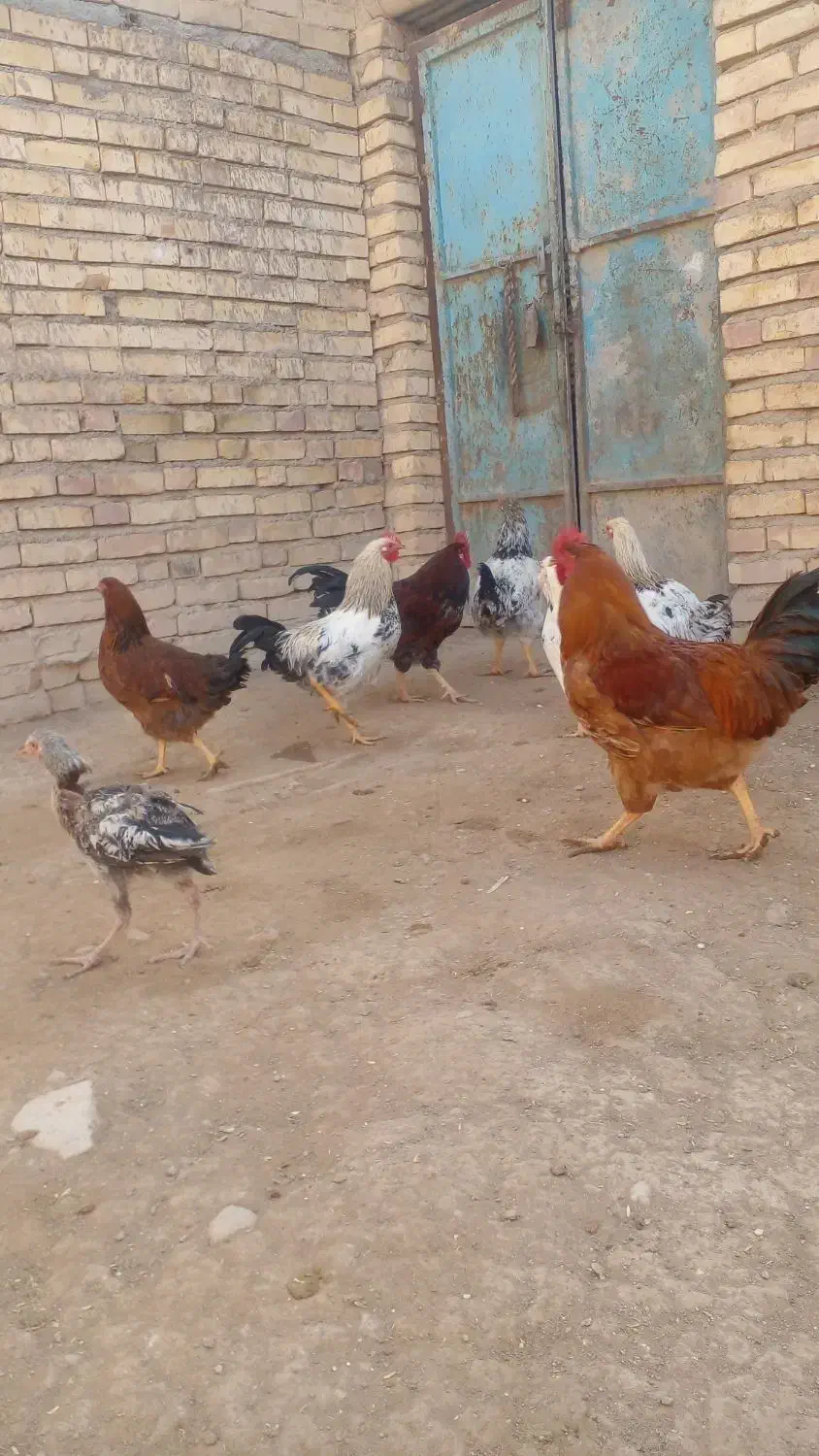 خروس|حیوانات مزرعه|بیجار, |دیوار