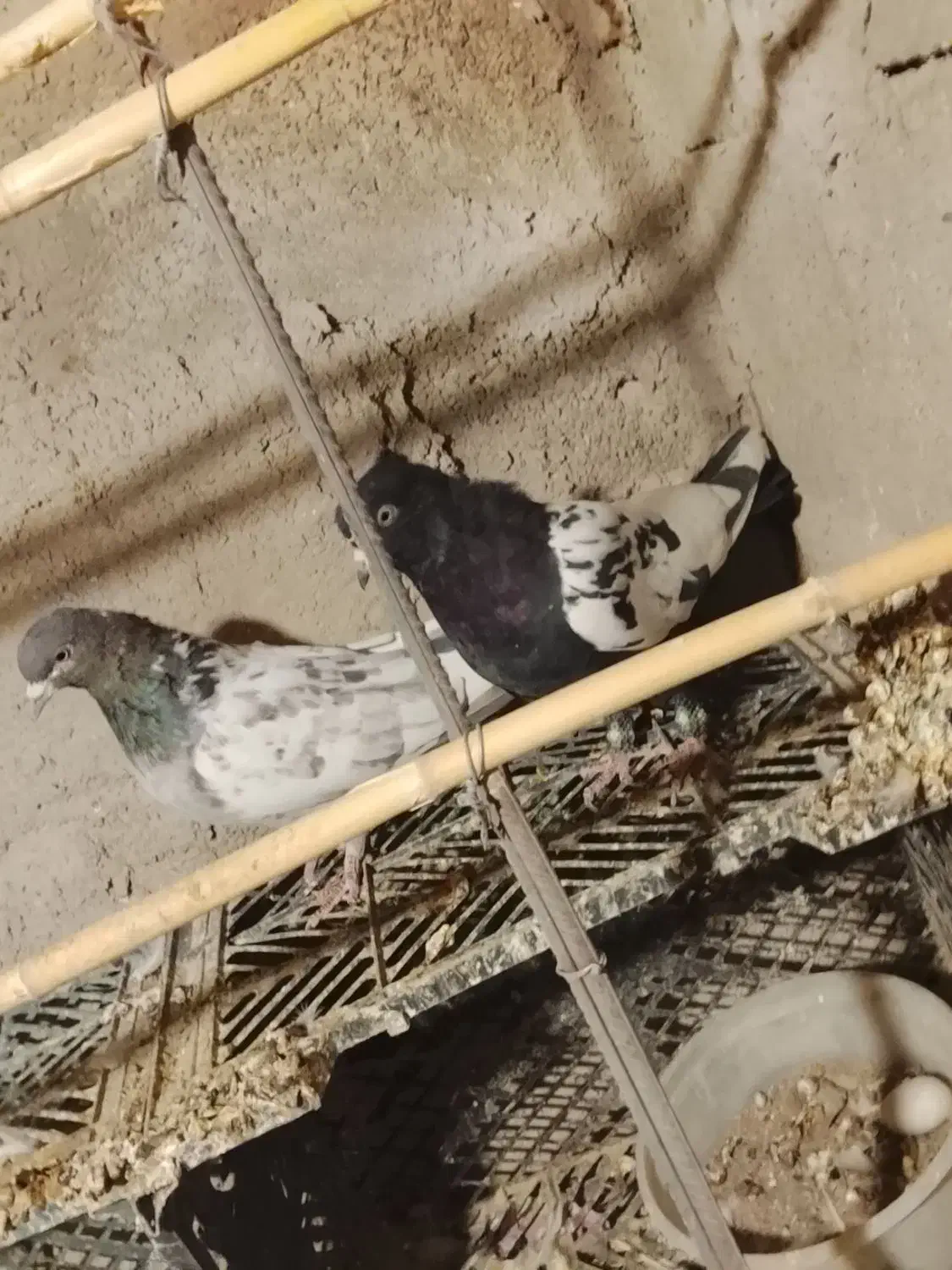 کبوتر پرشی|پرنده|سیرجان, |دیوار