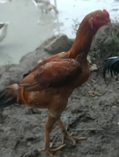 خروس لاری|حیوانات مزرعه|رضوانشهر, |دیوار