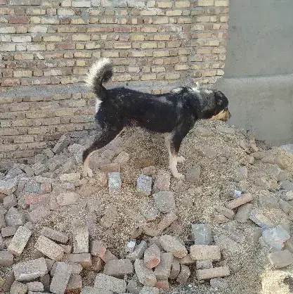 سگ پژدر عراقی|سگ|اسدآباد, |دیوار