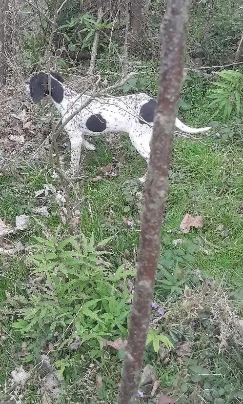 سگ شکاری نر|سگ|رشت, چمارسرا|دیوار