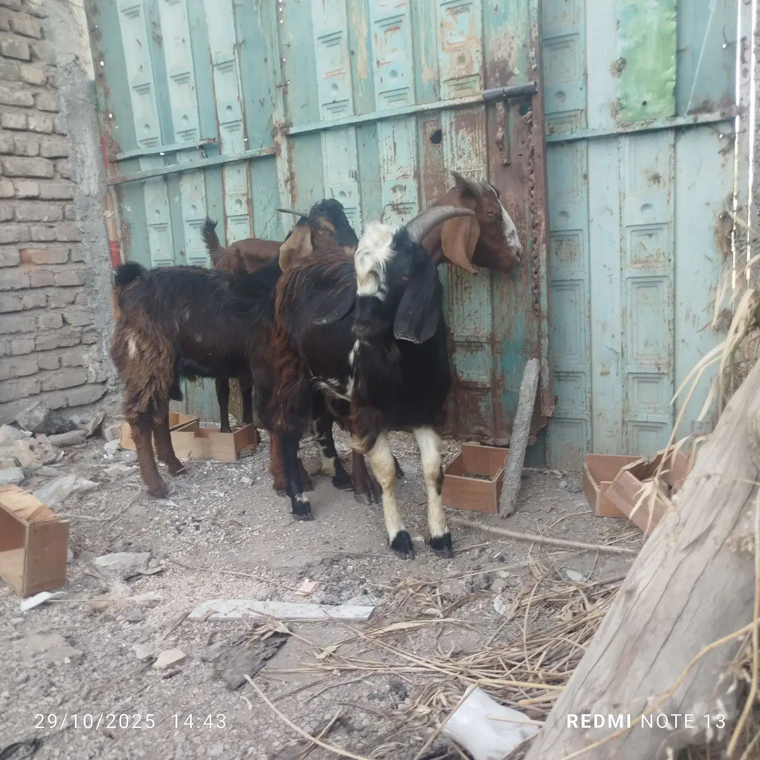 بز سه قلو زا ابستن و بزغاله های نر چوش چبش|حیوانات مزرعه|تاتار علیا, |دیوار