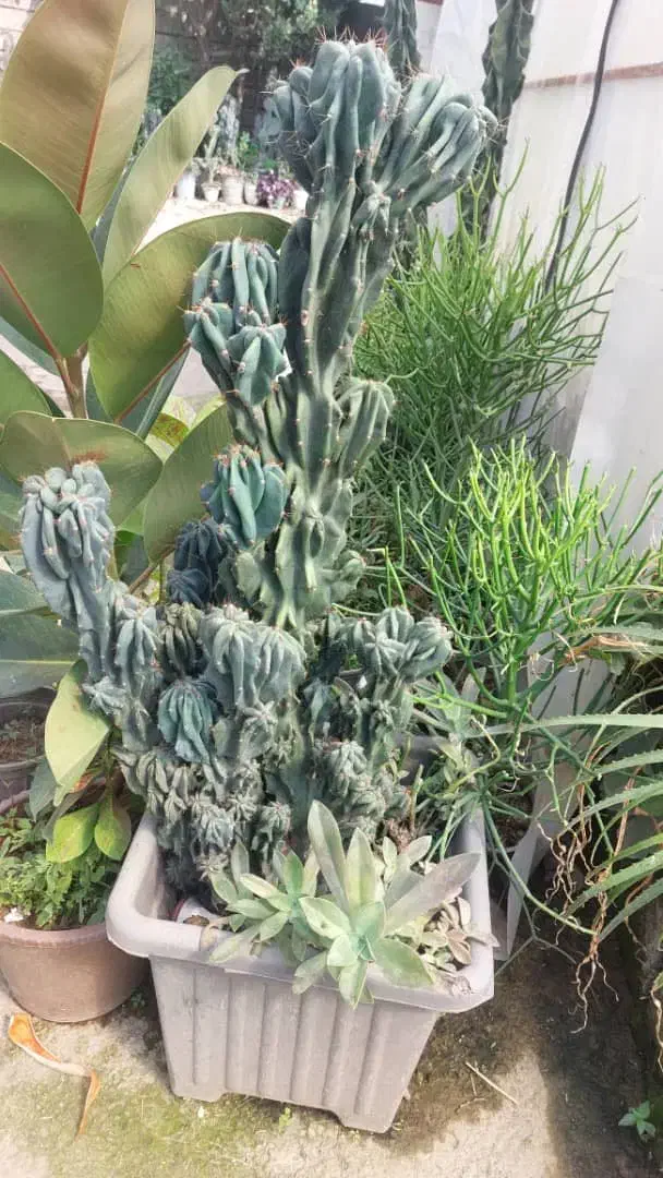 کاکتوس صخره ای|گل و گیاه طبیعی|رودبنه, |دیوار