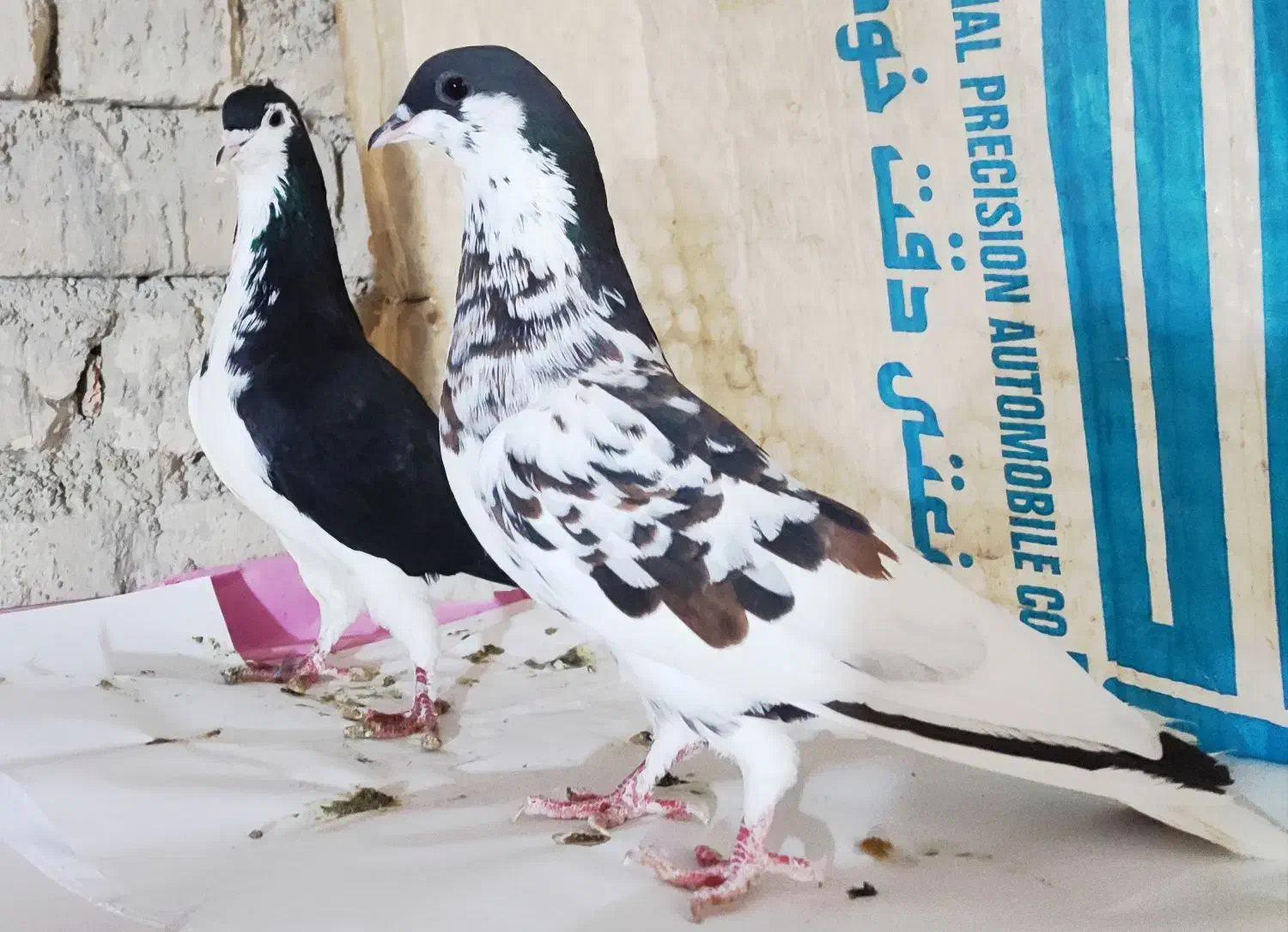 کبوتر|پرنده|شیراز, کفترک|دیوار