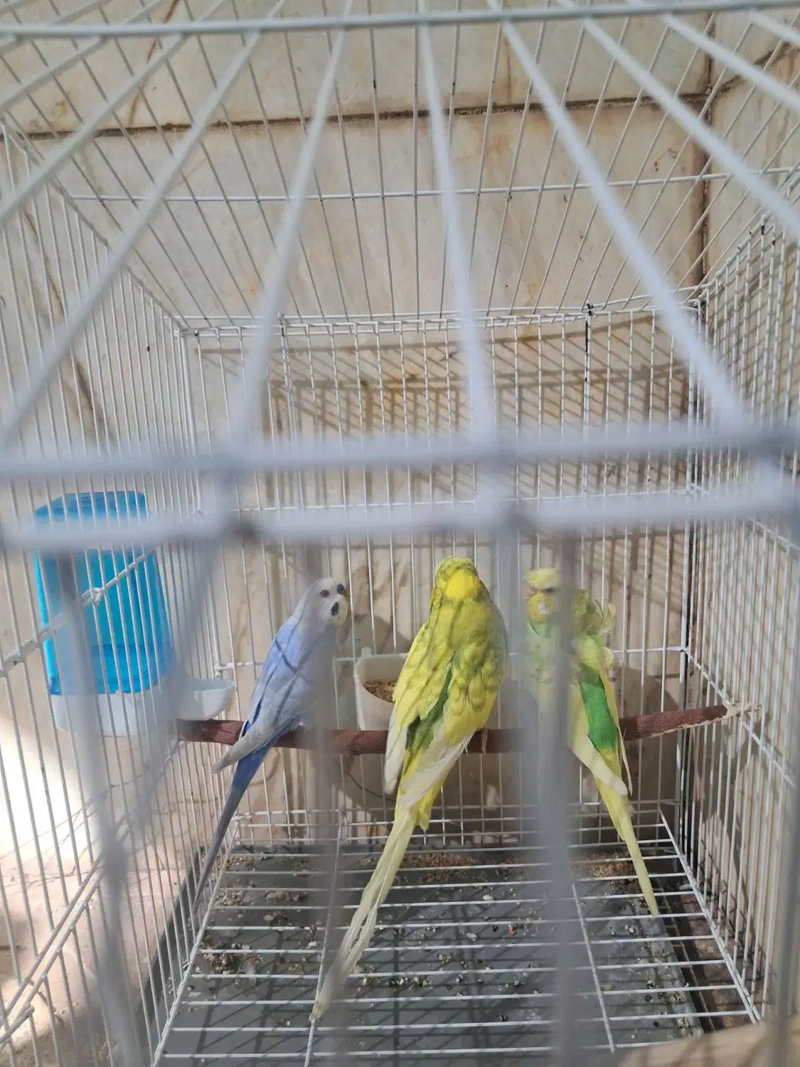 ۳عدد مرغ عشق ۱نر ۲ماد|پرنده|سیرجان, |دیوار