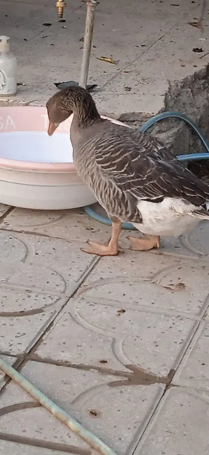 غاز نر جوان|حیوانات مزرعه|رستم, |دیوار