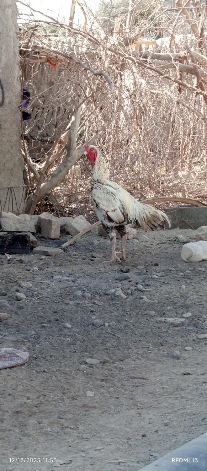 خروس|حیوانات مزرعه|بمپور, |دیوار