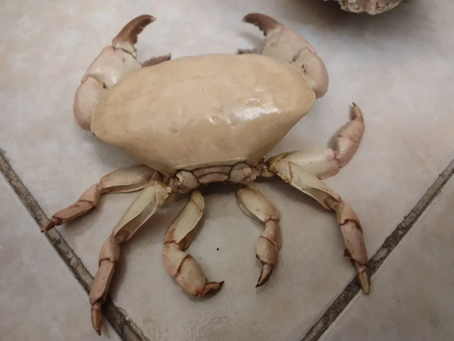 سرگرمی و فراغت|گل و گیاه طبیعی|تهران, مجیدآباد|دیوار